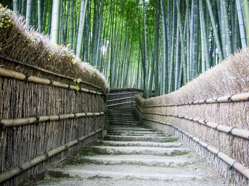 A twisting path through a bambu forest in Kyoto, Japan.